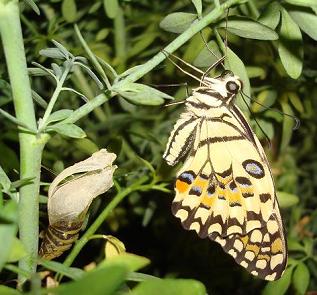 Newly emerged butterfly photo